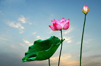 /Thành Tâm Tu Đạo Để Bù Đắp Tội Nghiệp Của Tổ Tiên